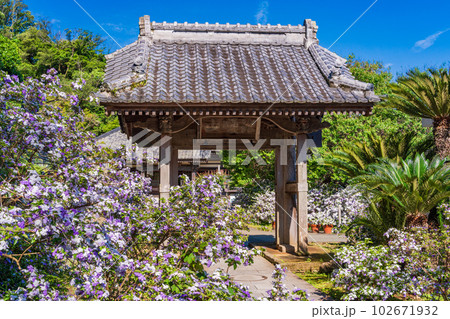 （静岡県）伊豆下田、満開のアメリカジャスミン（ニオイバンマツリ）が美しい、了仙寺 102671932