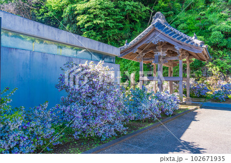 （静岡県）伊豆下田、満開のアメリカジャスミン（ニオイバンマツリ）が美しい、了仙寺 102671935