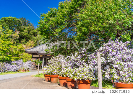 （静岡県）伊豆下田、満開のアメリカジャスミン（ニオイバンマツリ）が美しい、了仙寺 102671936