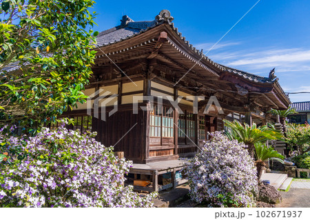 （静岡県）伊豆下田、満開のアメリカジャスミン（ニオイバンマツリ）が美しい、了仙寺 102671937