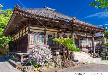 （静岡県）伊豆下田、満開のアメリカジャスミン（ニオイバンマツリ）が美しい、了仙寺 102671938