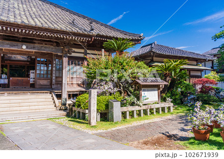 (静岡県)伊豆下田、満開のアメリカジャスミン(ニオイバンマツリ)が美しい、了仙寺 (静岡県)伊豆下田、満開のアメリカジャスミン(ニオイバンマツリ)が美しい、了仙寺 102671939