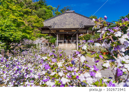 （静岡県）伊豆下田、満開のアメリカジャスミン（ニオイバンマツリ）が美しい、了仙寺 102671941