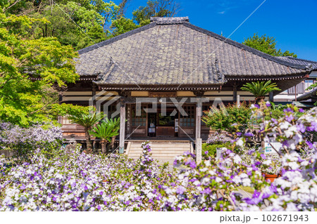 （静岡県）伊豆下田、満開のアメリカジャスミン（ニオイバンマツリ）が美しい、了仙寺 102671943