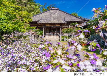 （静岡県）伊豆下田、満開のアメリカジャスミン（ニオイバンマツリ）が美しい、了仙寺 102671944