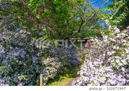 （静岡県）伊豆下田、満開のアメリカジャスミン（ニオイバンマツリ）が美しい、了仙寺 102671947