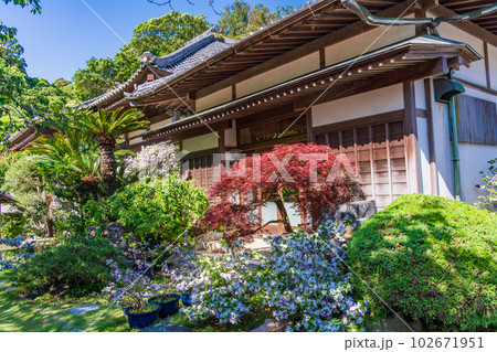 （静岡県）伊豆下田、満開のアメリカジャスミン（ニオイバンマツリ）が美しい、了仙寺 102671951