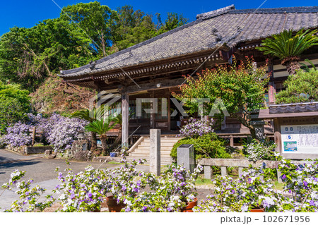 （静岡県）伊豆下田、満開のアメリカジャスミン（ニオイバンマツリ）が美しい、了仙寺 102671956