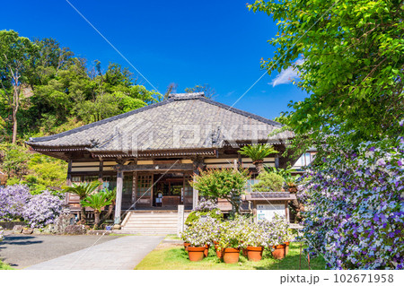 （静岡県）伊豆下田、満開のアメリカジャスミン（ニオイバンマツリ）が美しい、了仙寺 102671958