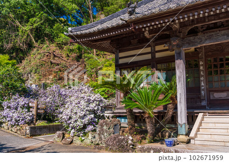 （静岡県）伊豆下田、満開のアメリカジャスミン（ニオイバンマツリ）が美しい、了仙寺 102671959