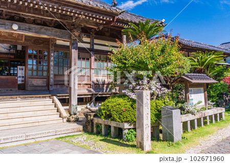 (静岡県)伊豆下田、満開のアメリカジャスミン(ニオイバンマツリ)が美しい、了仙寺 (静岡県)伊豆下田、満開のアメリカジャスミン(ニオイバンマツリ)が美しい、了仙寺 102671960