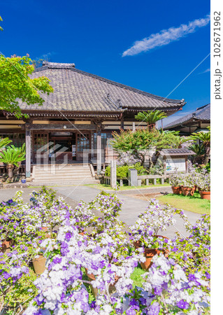 (静岡県)伊豆下田、満開のアメリカジャスミン(ニオイバンマツリ)が美しい、了仙寺 (静岡県)伊豆下田、満開のアメリカジャスミン(ニオイバンマツリ)が美しい、了仙寺 102671962