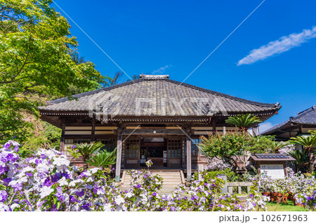 （静岡県）伊豆下田、満開のアメリカジャスミン（ニオイバンマツリ）が美しい、了仙寺 102671963