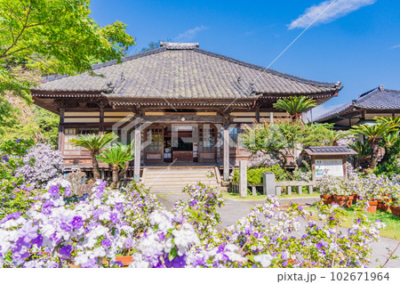 （静岡県）伊豆下田、満開のアメリカジャスミン（ニオイバンマツリ）が美しい、了仙寺 102671964