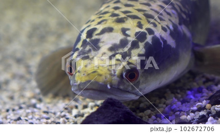 Rainbow snakehead sits in the sand at the bottom of a pond. Fish with a sad face in the aquarium close-up. 102672706