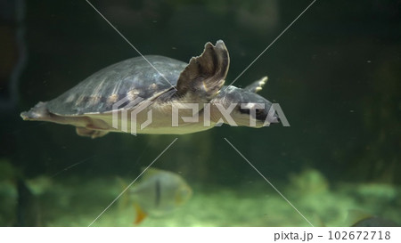 Pig-nosed turtle swims in the aquarium. Sea turtle swims underwater. Pig-nosed turtle swims in the aquarium. Sea turtle swims underwater. 102672718