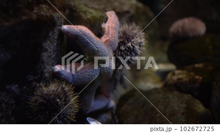 A beautiful sea star rests on the rocky reef beneath the ocean's surface. Big starfish in the aquarium. A beautiful sea star rests on the rocky reef beneath the ocean's surface. Big starfish in the aquarium. 102672725