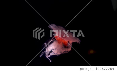 Lonely pink jellyfish slowly swims in the dark. 102672764