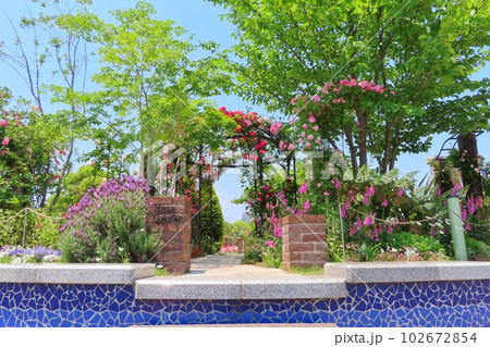 【広島県】福山ばら祭 102672854