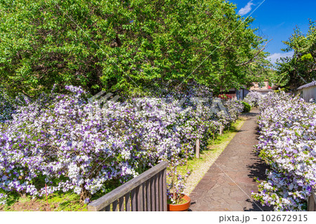 （静岡県）伊豆下田、了仙寺境内　満開のアメリカジャスミン（においばんまつり） 102672915