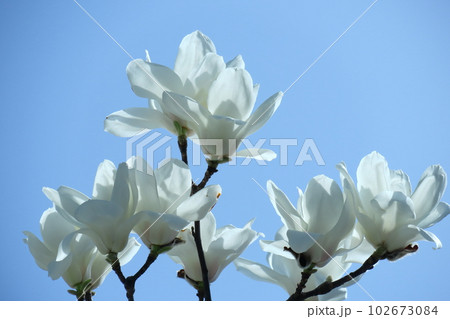 しっとりと美しい花姿 102673084