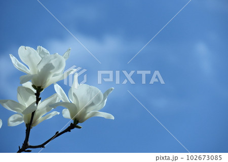 しっとりと美しい花姿 102673085