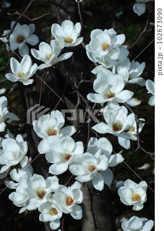 しっとりと美しい花姿 しっとりと美しい花姿 102673090