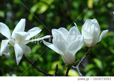 しっとりと美しい花姿 102673091