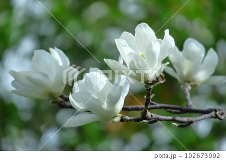 しっとりと美しい花姿 102673092