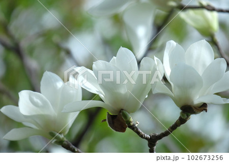 しっとりと美しい花姿 102673256