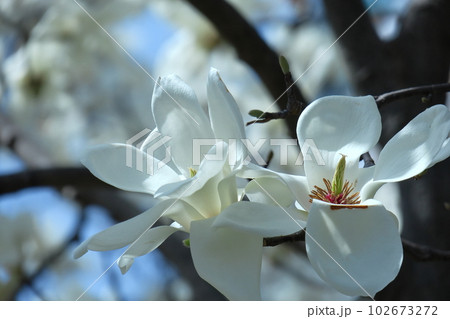 しっとりと美しい花姿 102673272