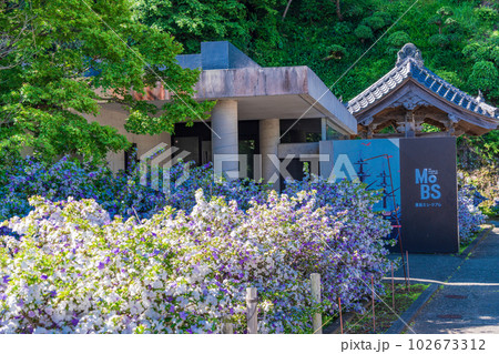 （静岡県）伊豆下田、アメリカジャスミンが美しい、了仙寺・MoBS　黒船ミュージアム 102673312