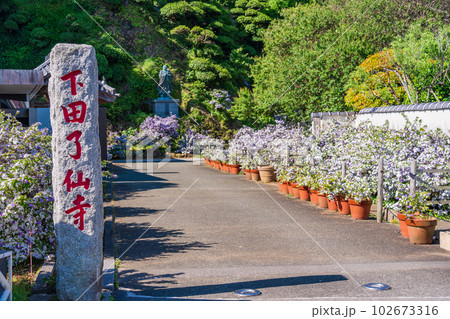 （静岡県）伊豆下田、アメリカジャスミンが美しい、了仙寺・MoBS　黒船ミュージアム 102673316