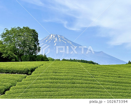 茶畑と富士山に雲景色 102673394