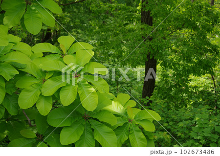 大きな朴ノ木の葉 102673486