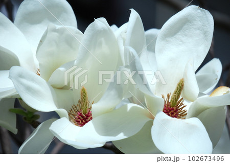 しっとりと美しい花姿 102673496