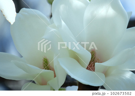 しっとりと美しい花姿 しっとりと美しい花姿 102673502