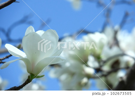 しっとりと美しい花姿 102673505