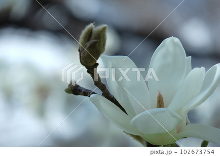 しっとりと美しい花姿 102673754