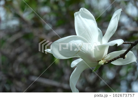 しっとりと美しい花姿 しっとりと美しい花姿 102673757