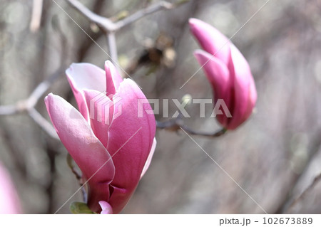 しっとりと美しい花姿 しっとりと美しい花姿 102673889