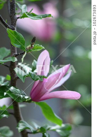 しっとりと美しい花姿 しっとりと美しい花姿 102673893