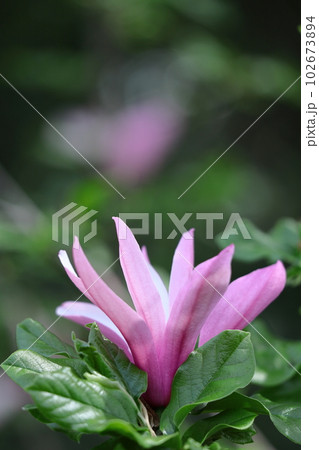 しっとりと美しい花姿 102673894