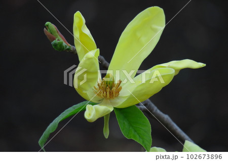 しっとりと美しい花姿 102673896