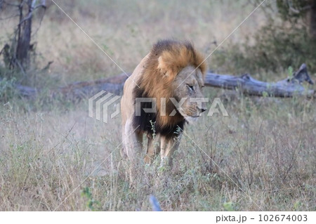 【クルーガー国立公園】ライオンの雄 102674003