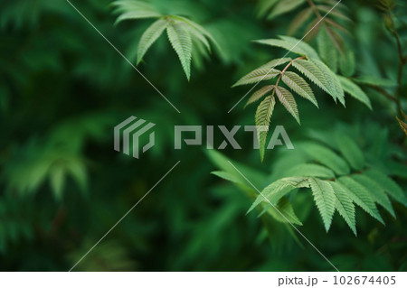Sorbaria sorbifolia, the leaves of shrub. Green background, the plant in the nature with copy space. High quality photo 102674405
