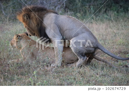 【クルーガー国立公園】ライオンの交尾 102674729