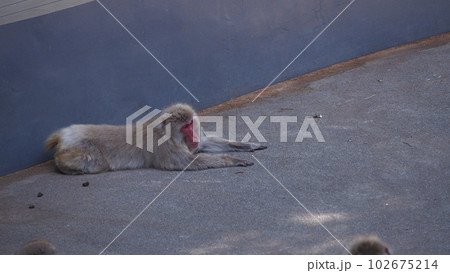 上野動物園　猿山の猿 102675214