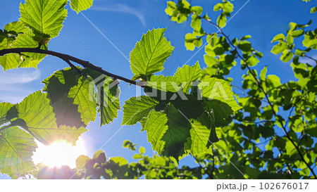Hazelnut branches against the blue sky. Summer nature suburban area. 102676017