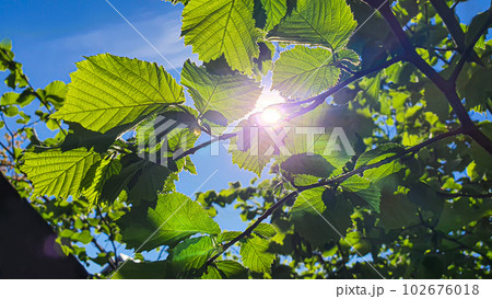 Hazelnut branches against the blue sky. Summer nature suburban area. 102676018